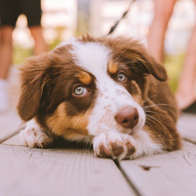 People have fun on the Aire Commune site