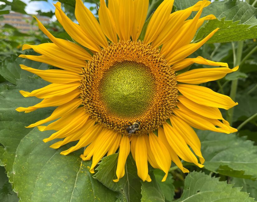 tournesols-géant