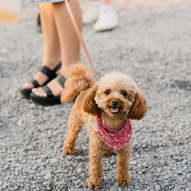 Les gens ont du fun sur le site d'Aire Commune